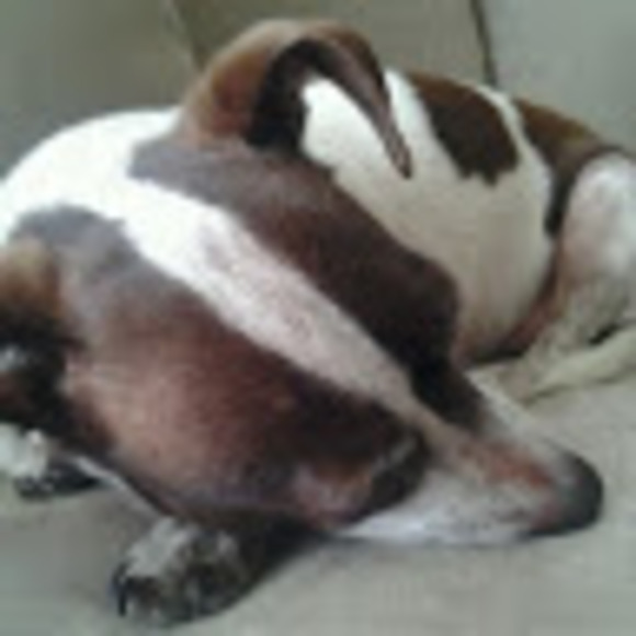 Meet your Posher, Brianna - Picture 1 of 1